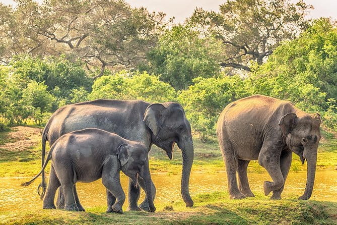 Yala Safari Day Trip from Ella/ Tangalle/ Dikwella/ Hambantota - Picking Morning at 5.00am or Evening at 11.00am