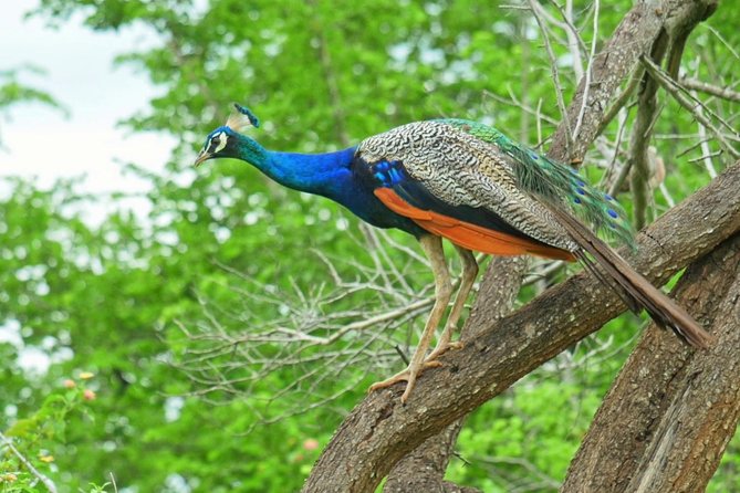 Yala Safari Drive From Galle, Weligama, Mirissa & Dickwella - Key highlights worth your attention