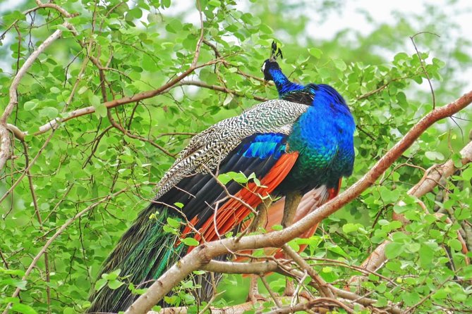 Yala Safari Drive From Galle, Weligama, Mirissa & Dickwella - A South Coast Safari with Less Hassle, More Safari Time