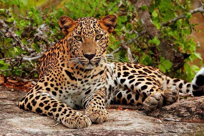Yala Safari Drive From Galle, Weligama, Mirissa & Dickwella - Elephants and Leopards: Managing Your Expectations Without Killing the Fun