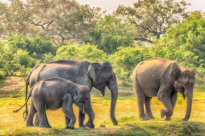Yala Safari from Hambantota Port by BTM - Private & All Inclusive - Hambantota Port to Yala: saving time, reducing stress