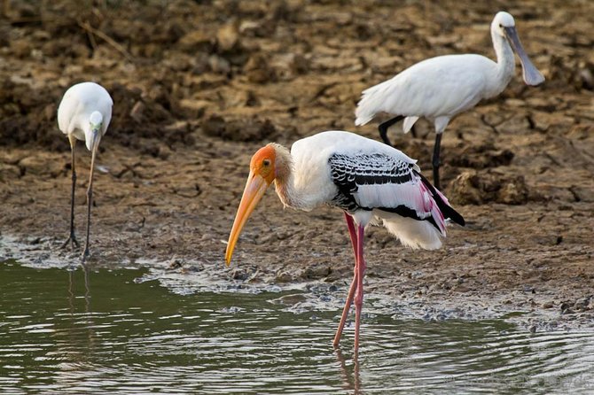 Yala Safari from Hambantota Port by BTM - Private & All Inclusive - The real value question: is $135 per person a good deal?