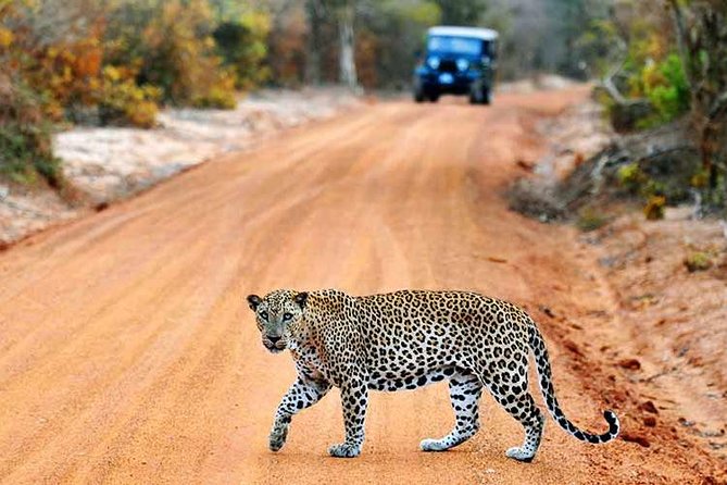 Yala Safari from Hambantota Port by BTM - Private & All Inclusive - What all-inclusive includes, and what you still need to bring