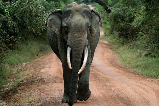 Yala Safari Jeep tour with Abraham Travel - Key highlights at a glance