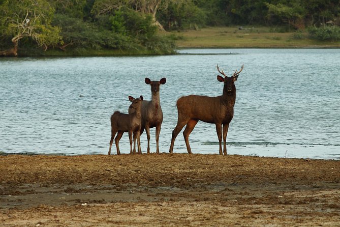 Yala Safari Jeep tour with Abraham Travel - Yala Safari Jeep with Abraham Travel: why this format is a smart buy