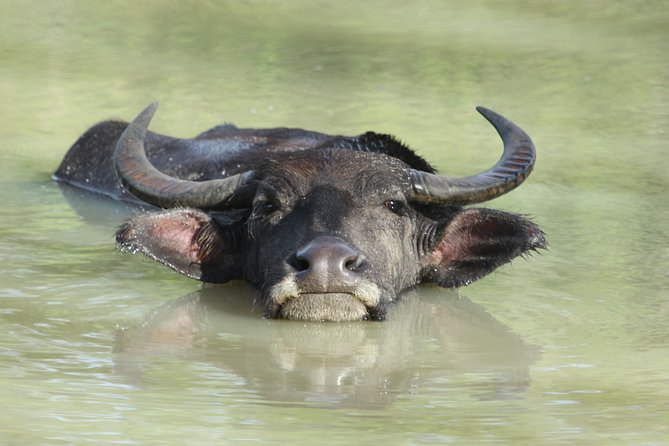 Yala Safari Jeep tour with Abraham Travel - From Tissamaharama to Yala: the transfer that saves your day