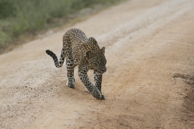Yala Safari Jeep tour with Abraham Travel - Itinerary reality: one main stop, and that is a good thing