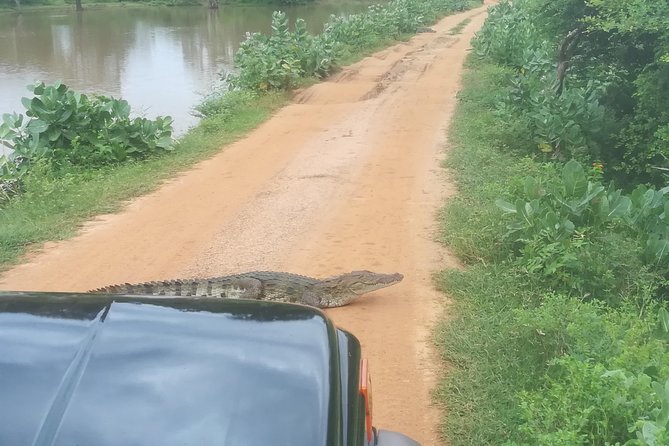 Yala Safari Jeep tour with Abraham Travel - The private Jeep experience: what changes versus a big safari