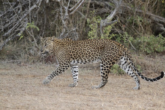 Yala Safari Jeep tour with Abraham Travel - The real value of $33 per person (and when it wins)