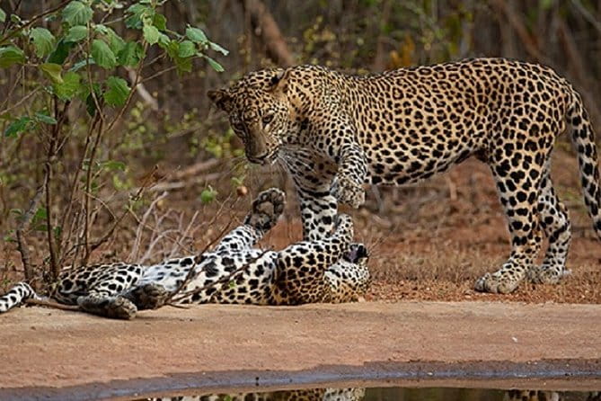 Yala Safari Private Day Tour From Kaluthara/Beruwala/Bentota/Kosgoda/Ahungalla - Yala timing: 4:00 am mornings and the 10-hour day