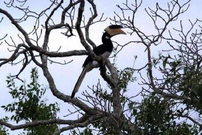 Yala Safari Private Day Tour From Kaluthara/Beruwala/Bentota/Kosgoda/Ahungalla - The wildlife list you’re actually going for in Yala