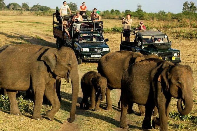 Yala Safari Private Day Tour From Kaluthara/Beruwala/Bentota/Kosgoda/Ahungalla - Price and value: what $220 per person buys you