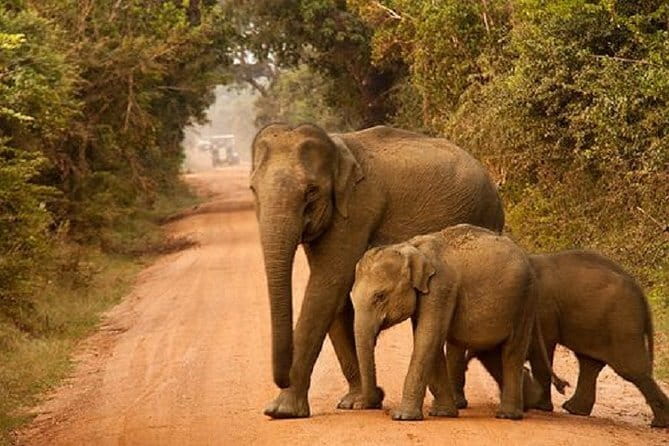 Yala Safari Private Day Tour From Kaluthara/Beruwala/Bentota/Kosgoda/Ahungalla - Inside the safari jeep: what your main stop is really about