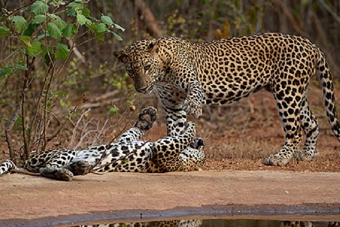 Yala Safari Private Day Tour Kaluthara/Beruwala/Bentota/Kosgoda/Ahungalla - Key Highlights That Matter for Your Day