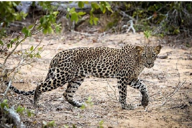 Yala Safari Private Day Tour Kaluthara/Beruwala/Bentota/Kosgoda/Ahungalla - Why a Bentota-to-Yala Day Trip Makes Sense