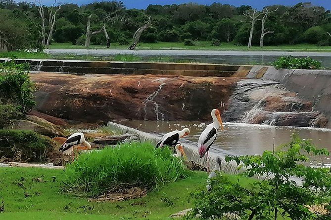 Yala Safari Private Day Tour Kaluthara/Beruwala/Bentota/Kosgoda/Ahungalla - 4WD Safari With Dimuthu and the Driver-Tracker: What You Actually Look For
