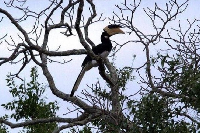Yala Safari Private Day Tour Kaluthara/Beruwala/Bentota/Kosgoda/Ahungalla - Yala National Park Safari, Your Half-Day Game Plan