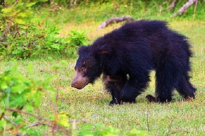 Yala Safari Private Day Tour Kaluthara/Beruwala/Bentota/Kosgoda/Ahungalla - What the Tour Includes, and Why This Bundle Is Practical