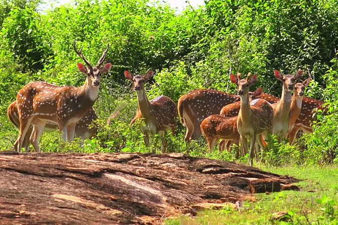 Yala Safari Private Day Tour Kaluthara/Beruwala/Bentota/Kosgoda/Ahungalla - Money and Value: Is $220 Per Person Fair?