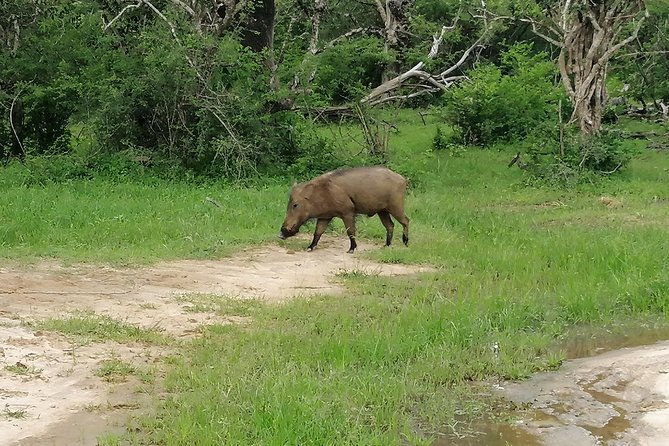 Yala Safari Private Day Tour Kaluthara/Beruwala/Bentota/Kosgoda/Ahungalla - Private Door-to-Door Transport From Bentota Area Hotels