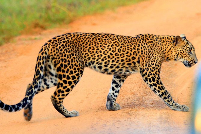 Yala Safari Private Day Trip from Bentota and Kalutara Areas - Key things to know before you go