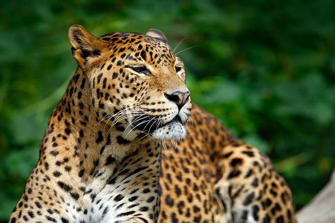 Yala Safari Private Day Trip from Bentota and Kalutara Areas - Wildlife odds: leopards, elephants, crocodiles, sloth bears, and birds