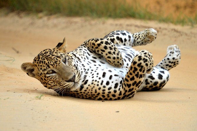 Yala Safari Private Day Trip from Bentota and Kalutara Areas - Lunch and the post-safari break at Patanangalla Beach or the Manik River
