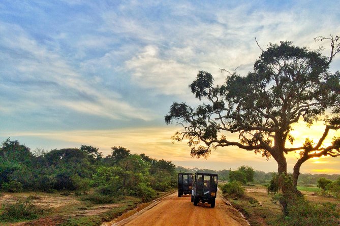 Yala Safari Private Day Trip from Bentota and Kalutara Areas - What you should pack and plan for (without overthinking it)