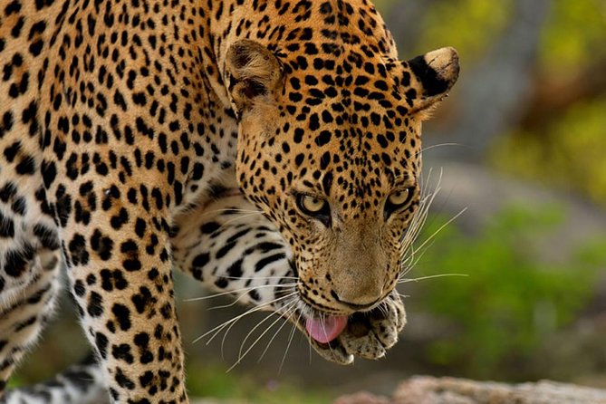 Yala Safari Private Day Trip from Bentota and Kalutara Areas - Who this Yala day trip suits best