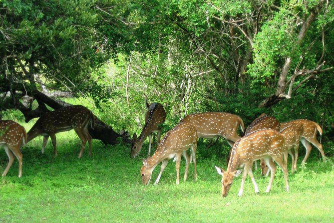 Yala Safari Private Day Trip from Bentota and Kalutara Areas - Getting to Yala: your morning drive and timing reality check