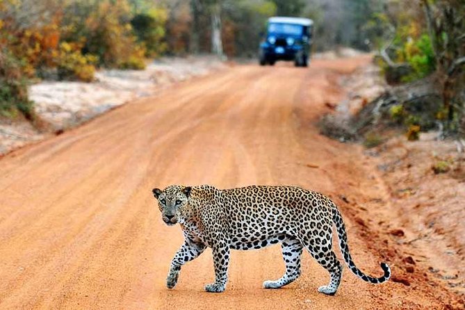 Yala Safari Private Day Trip with Return Transport -All Inclusive - Pickup and the long drive: how the day timeline works