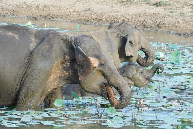 YALA SAFARI TOUR from Galle/Mirissa/Matara/Tangalle/Ella & More.. - Why Yala is a leopard safari you plan around