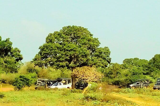 YALA SAFARI TOUR from Galle/Mirissa/Matara/Tangalle/Ella & More.. - Inside Yala National Park: what you should keep your eyes on