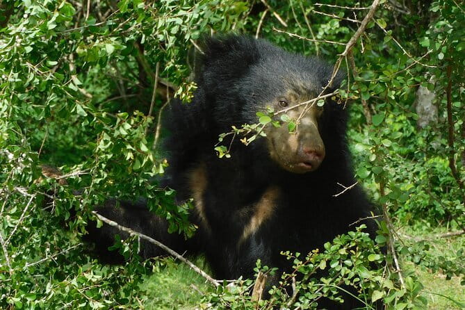 YALA SAFARI TOUR from Galle/Mirissa/Matara/Tangalle/Ella & More.. - Breakfast, bottled water, and the comfort basics that help
