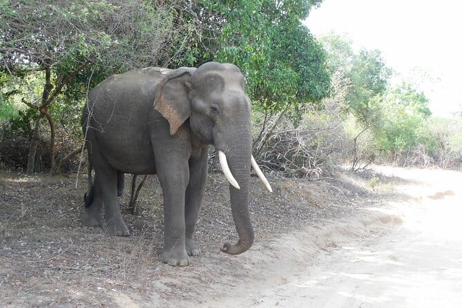YALA SAFARI TOUR from Galle/Mirissa/Matara/Tangalle/Ella & More.. - Price and entrance fees: what the $39 really means