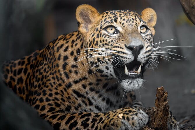 YALA SAFARI TOUR from Galle/Unawatuna/Mirissa/Tangalle/Ella - Key things that make this Yala safari work