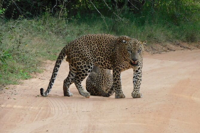 YALA SAFARI TOUR from Galle/Unawatuna/Mirissa/Tangalle/Ella - Yala National Park, where coast meets jungle life