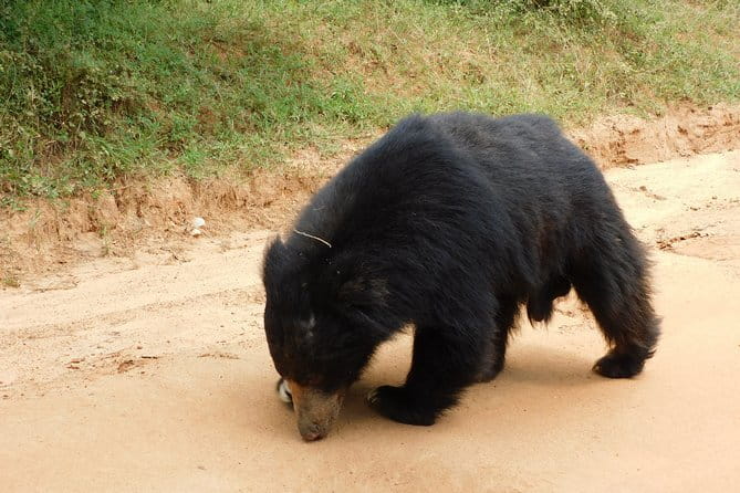 YALA SAFARI TOUR from Galle/Unawatuna/Mirissa/Tangalle/Ella - About that driver report, how to protect your safari day