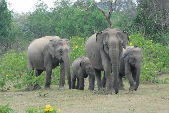 YALA SAFARI TOUR from Galle/Unawatuna/Mirissa/Tangalle/Ella - Hotel pickup from the south coast, why the pickup list is the real headline