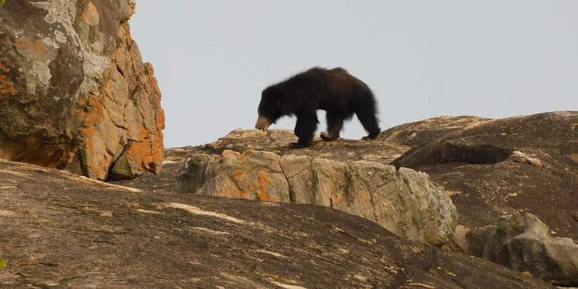 Yala Safari Tour from Hambantota Port area (Shore Excursion) - Yala safari highlights you actually feel during the day