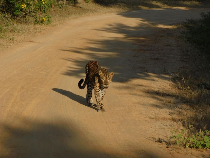 Yala Safari Tour from Hambantota Port area (Shore Excursion) - Wildlife odds and the reality of leopard sightings