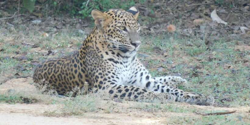 Yala Safari Tour from Hambantota Port area (Shore Excursion) - Jeep comfort, bumpy roads, and the small issues worth knowing
