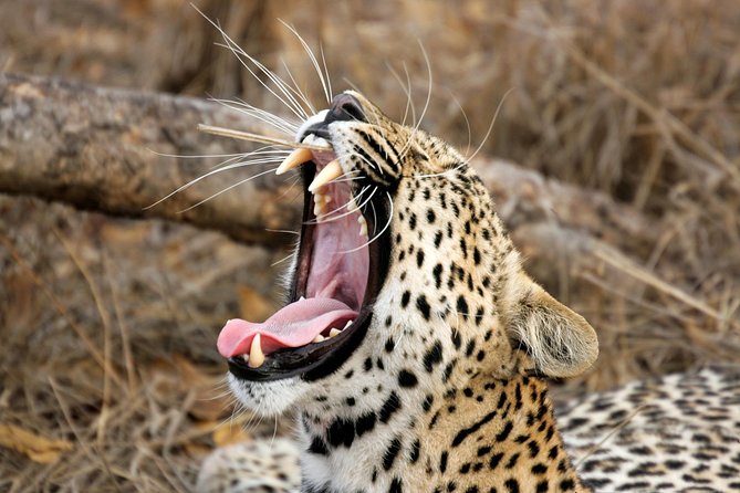 Yala Safari Tour from Hambantota Port (Shore Excursion) - Key Points to Know Before You Go