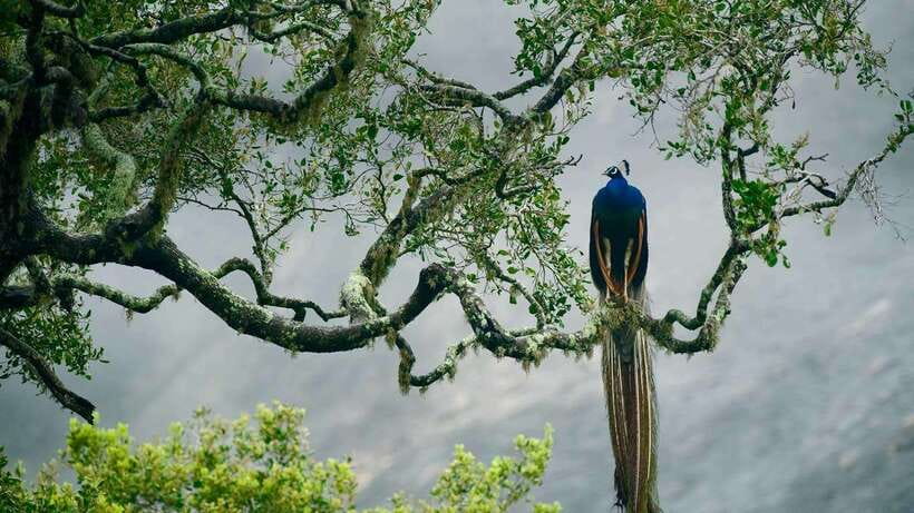 YALA SAFARI TOUR from TANGALLE/HIRIKETIYA/MIRISSA/GALLE - FAQ