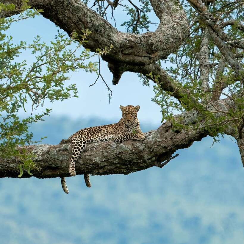YALA SAFARI TOUR with Galle/Mirissa/Tangalle/Ella Transfers - Key things that make this Yala safari feel worth it