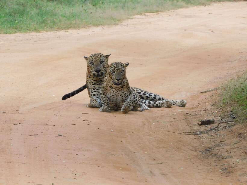 YALA SAFARI TOUR with Galle/Mirissa/Tangalle/Ella Transfers - Yala National Park safari: why people come here
