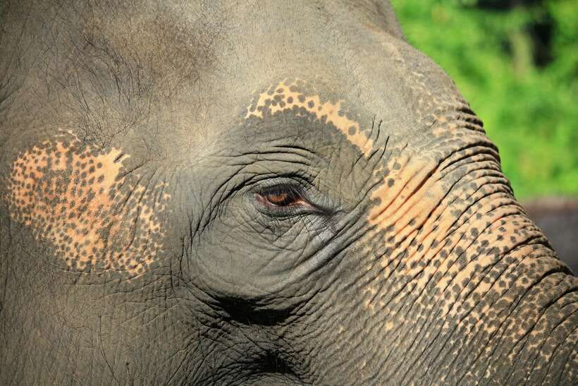 YALA SAFARI TOUR with Galle/Mirissa/Tangalle/Ella Transfers - Pickup from Galle, Mirissa, Tangalle, Ella and beyond
