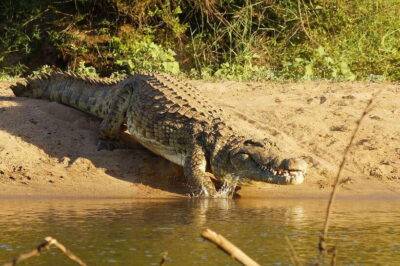 YALA SAFARI TOUR with Galle/Mirissa/Tangalle/Ella Transfers