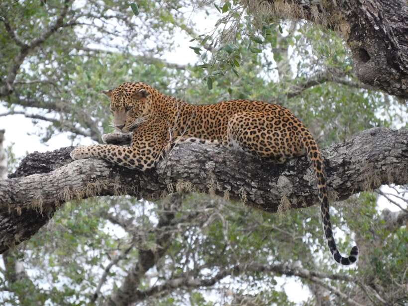 YALA SAFARI TOUR with Galle/Mirissa/Tangalle/Ella Transfers - From van pickup to safari jeep: how the group works