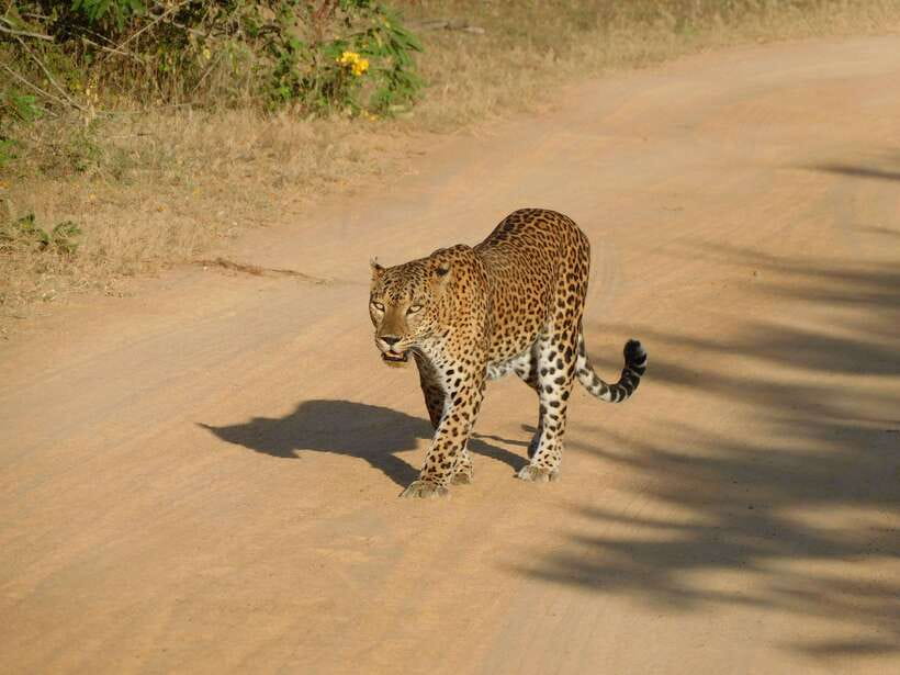 YALA SAFARI TOUR with Galle/Mirissa/Tangalle/Ella Transfers - The Yala day in order: photo stop, guided viewing, and 5 hours inside
